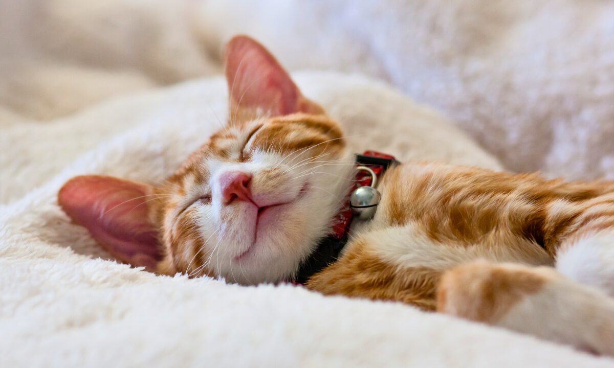 Apple Watchユーザー必見！睡眠の質を上げるおすすめアプリ5選